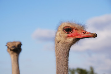 Ostrich