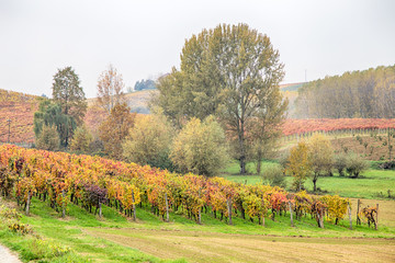 Naklejka premium Hills of vineyards in autumn / Italy