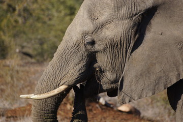 Fressender Elefant