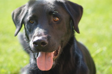 schwarzer Labrador