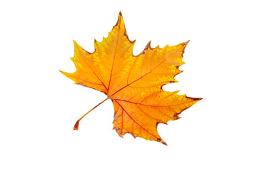 Naklejka na ściany i meble an autumn leaf