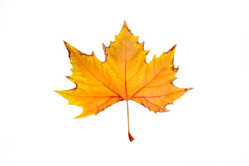 Naklejka na ściany i meble an autumn leaf