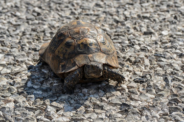 Turtles/ Turtles on the stone. / Beautiful turtles