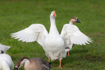 white domestic goose
