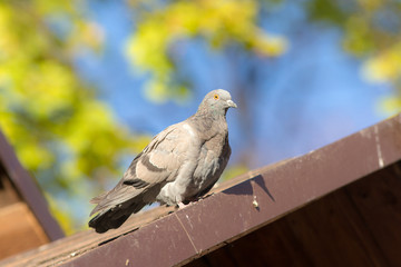 pigeon close up