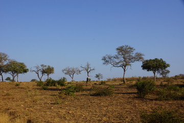 Landschaft Kruger National Park Südafrika