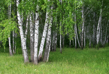 Obraz premium birch trees in a summer forest