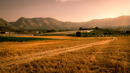 Obraz premium Beautiful golden cornfield at sunset