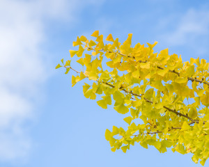 Abstract yellow ginkgo leaves with blue sky and white cloud