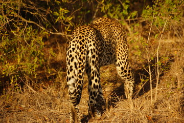 Weglaufender Leopard