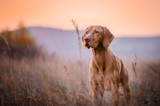 Fototapeta vizsla