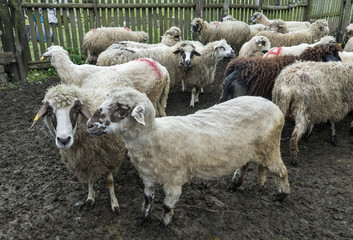 Obraz premium Sheep in a farmhouse