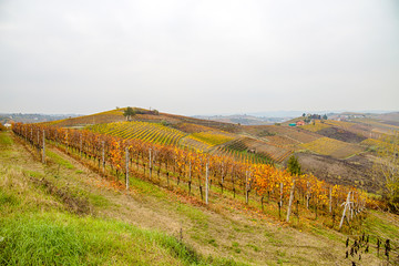 Fototapeta na wymiar Hills of vineyards in autumn / Italy