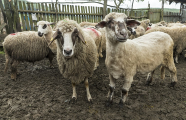 Sheep in a farmhouse