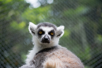 El Lémur se asombra de la visita.