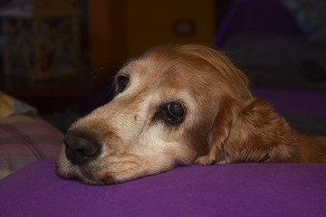 cane cocker spaniel inglese dog