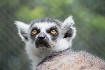  El Lémur mira fijamente al frente.
