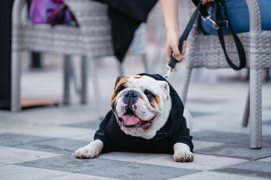 Adorable English bulldog next to his owner in a cafeteria.