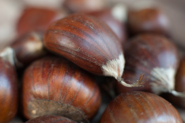 Raw chestnut autumn fruit detail