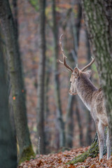 Fallow deer