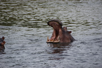 Fototapeta na wymiar Gähnendes Flusspferd