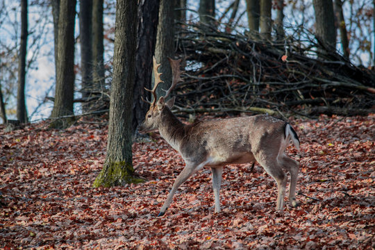 Fallow deer © Franta