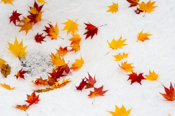 雪面の紅葉