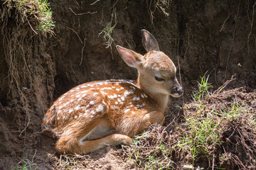 El venadito toma sol en su lecho.