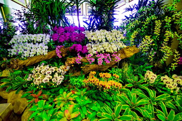 Fototapeta na wymiar Orchid in garden