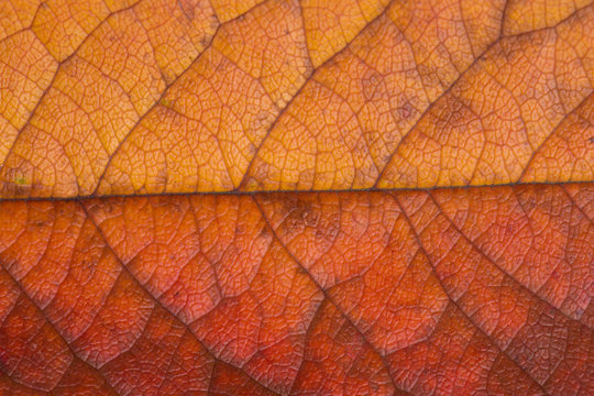 structure of autumn leaf