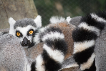 El Lémur mira fijamente.