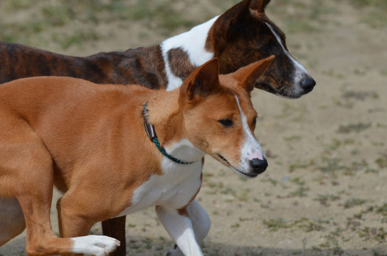 Pair of Basenji Dogs