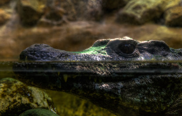 Nahaufnahme eines Krokodils im Wasser.

Close-up of a crocodile in the water.