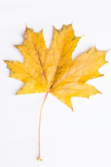 macro autumn leaf