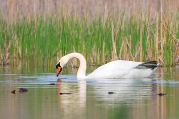 Mute Swan (Cygnus olor) at the village pond