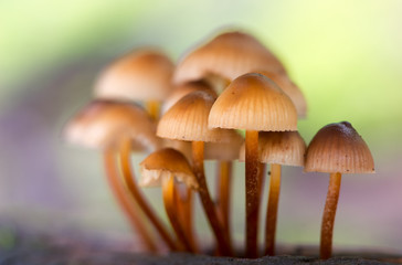 Landscape with mushrooms