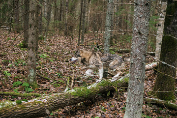 Hunting dog in the forest.