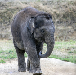 Fototapeta premium elephant 
