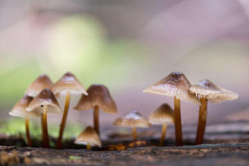Landscape with mushrooms