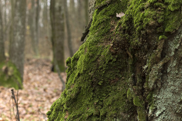 drzewo z mchem © Robert