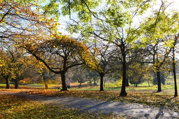 Naklejka premium A Colourful Autumn Landscape.