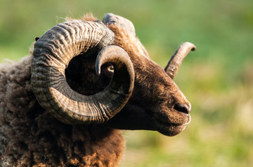 Mouton Shetland