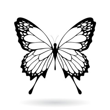 Black Butterfly Silhouette Illustration