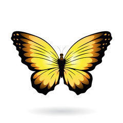 Colorful Butterfly Illustration