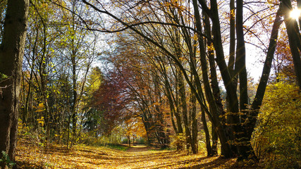 Herbstwald
