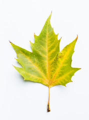 macro autumn leaf