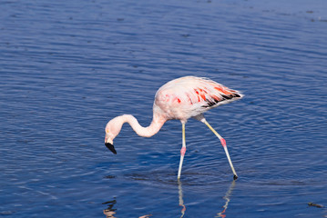 Fototapeta na wymiar James' Flamingo (Phoenicoparrus jamesi)