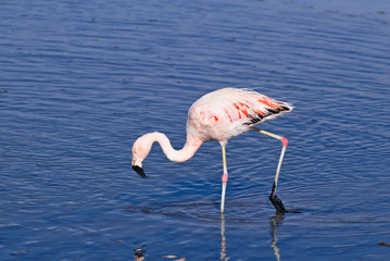 Fototapeta na wymiar James' Flamingo (Phoenicoparrus jamesi)