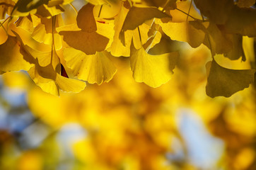 Golden Autumn Ginkgo Biloba Tree Leaves