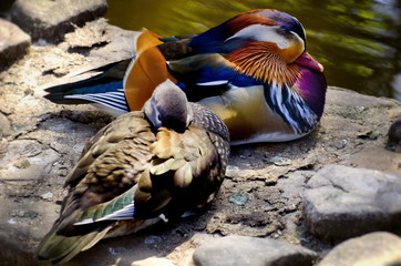 Pair of Mandarin Duck
